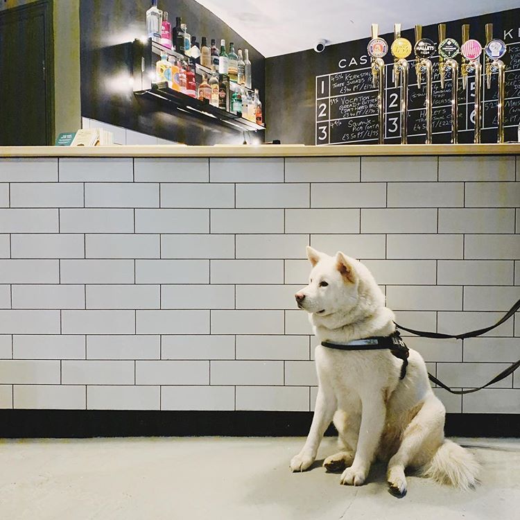A dog at the bar